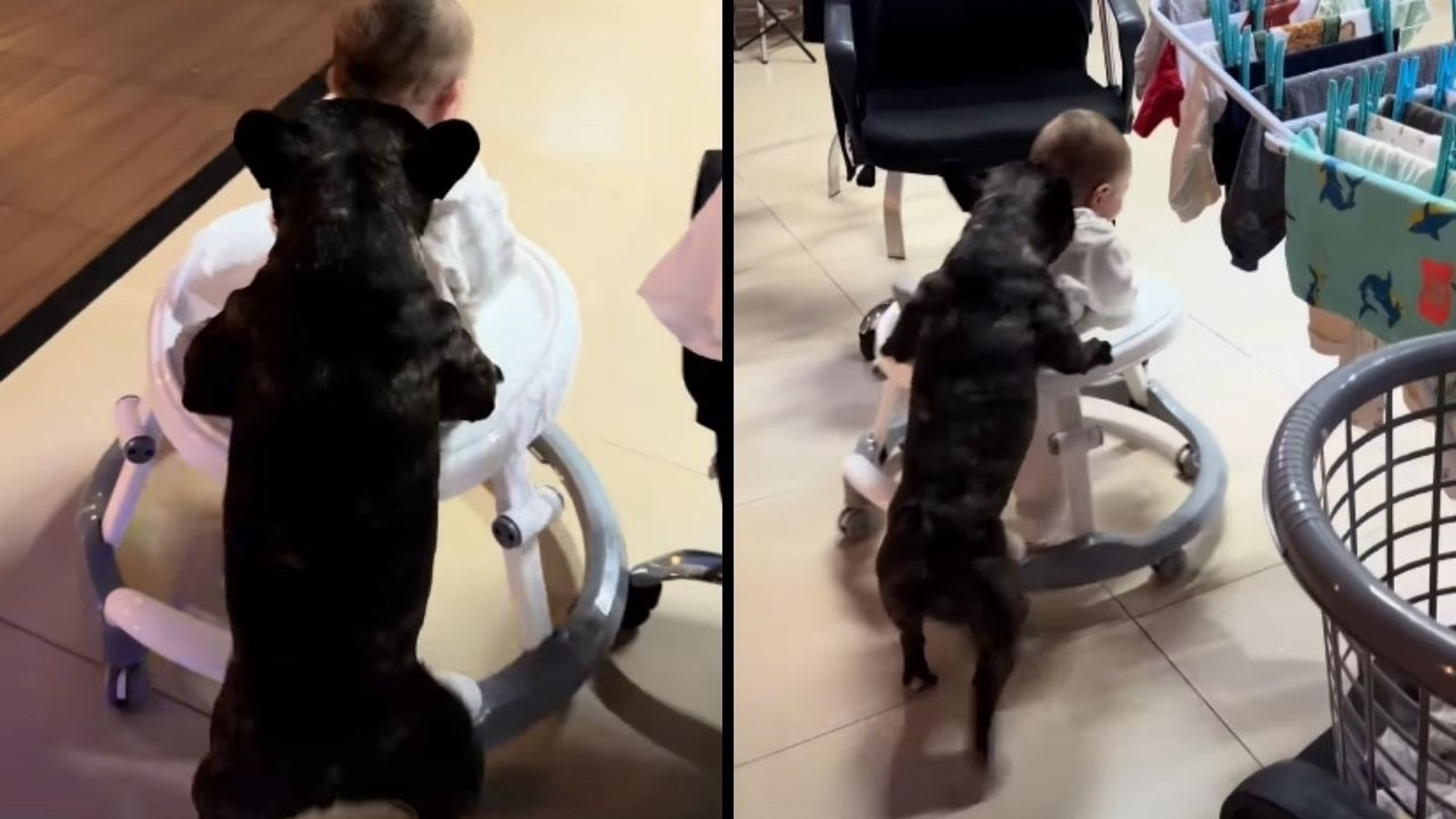 Cão escuro empurra andador com bebê de costas em ambiente interno, duas imagens