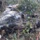 Destroços metálicos de helicóptero entrelaçados em densa vegetação e galhos secos