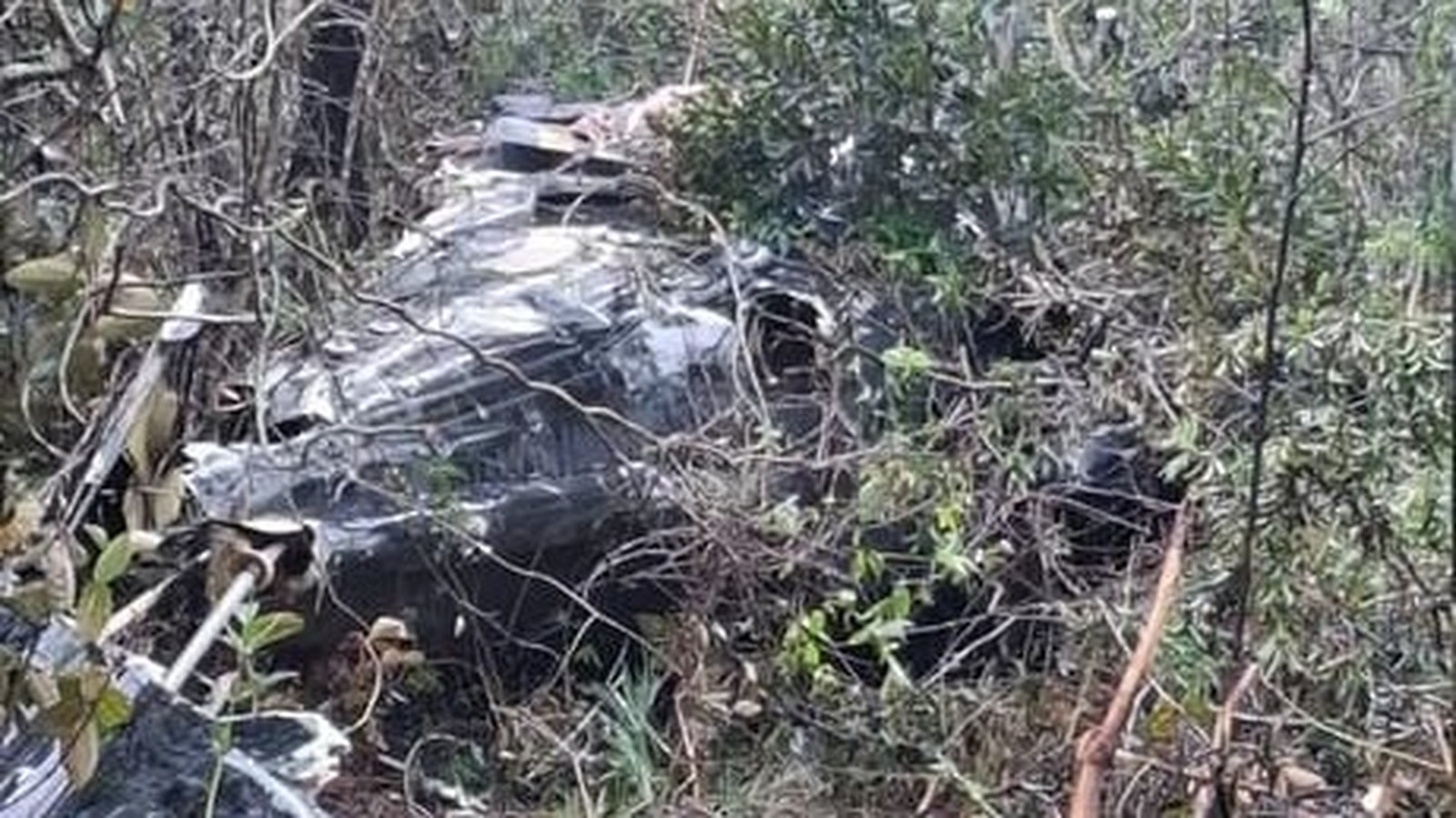 Destroços metálicos de helicóptero entrelaçados em densa vegetação e galhos secos