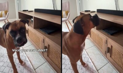 Cão boxer olhando a câmera e depois para um tablet em prateleira, com texto "Você quer seu tablet?"
