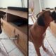 Cão boxer olhando a câmera e depois para um tablet em prateleira, com texto "Você quer seu tablet?"
