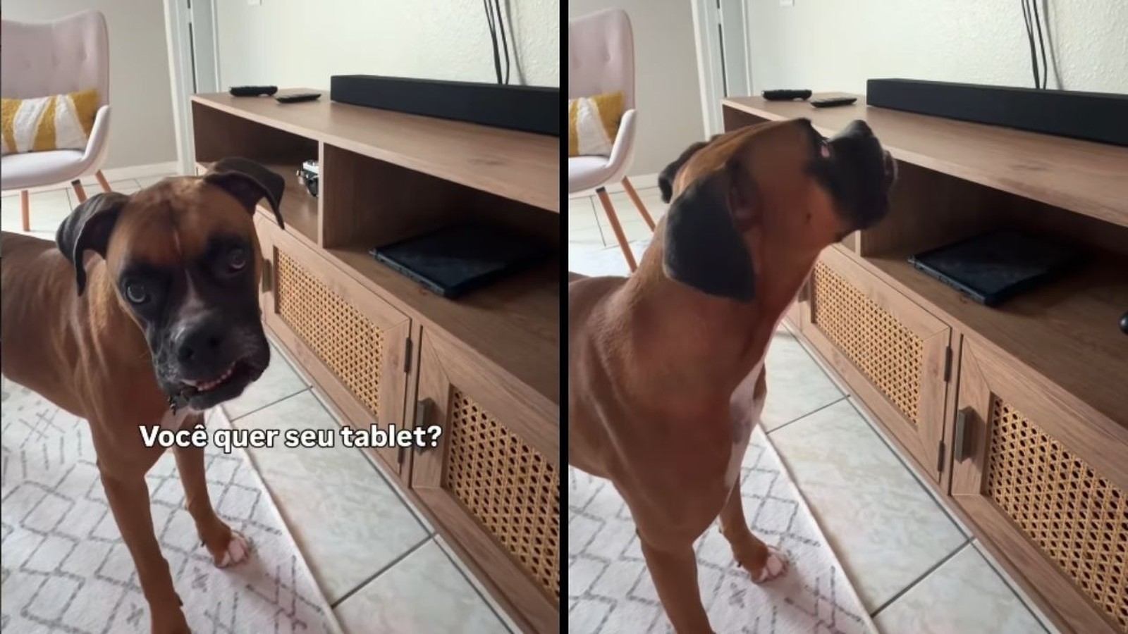 Cão boxer olhando a câmera e depois para um tablet em prateleira, com texto "Você quer seu tablet?"