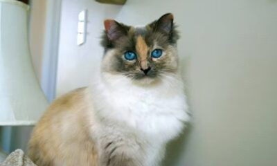 Gato de olhos azuis com pelagem marrom, branca e creme olhando para frente