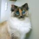 Gato de olhos azuis com pelagem marrom, branca e creme olhando para frente