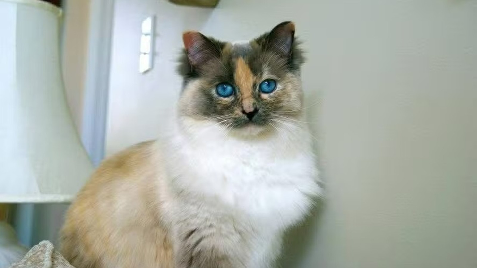 Gato de olhos azuis com pelagem marrom, branca e creme olhando para frente