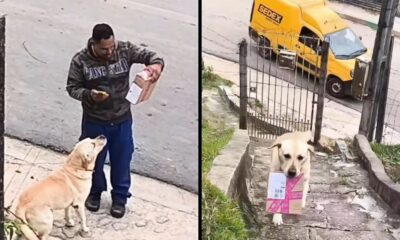 Entregador entrega pacote rosa a cão labrador que o carrega em rua com van SEDEX
