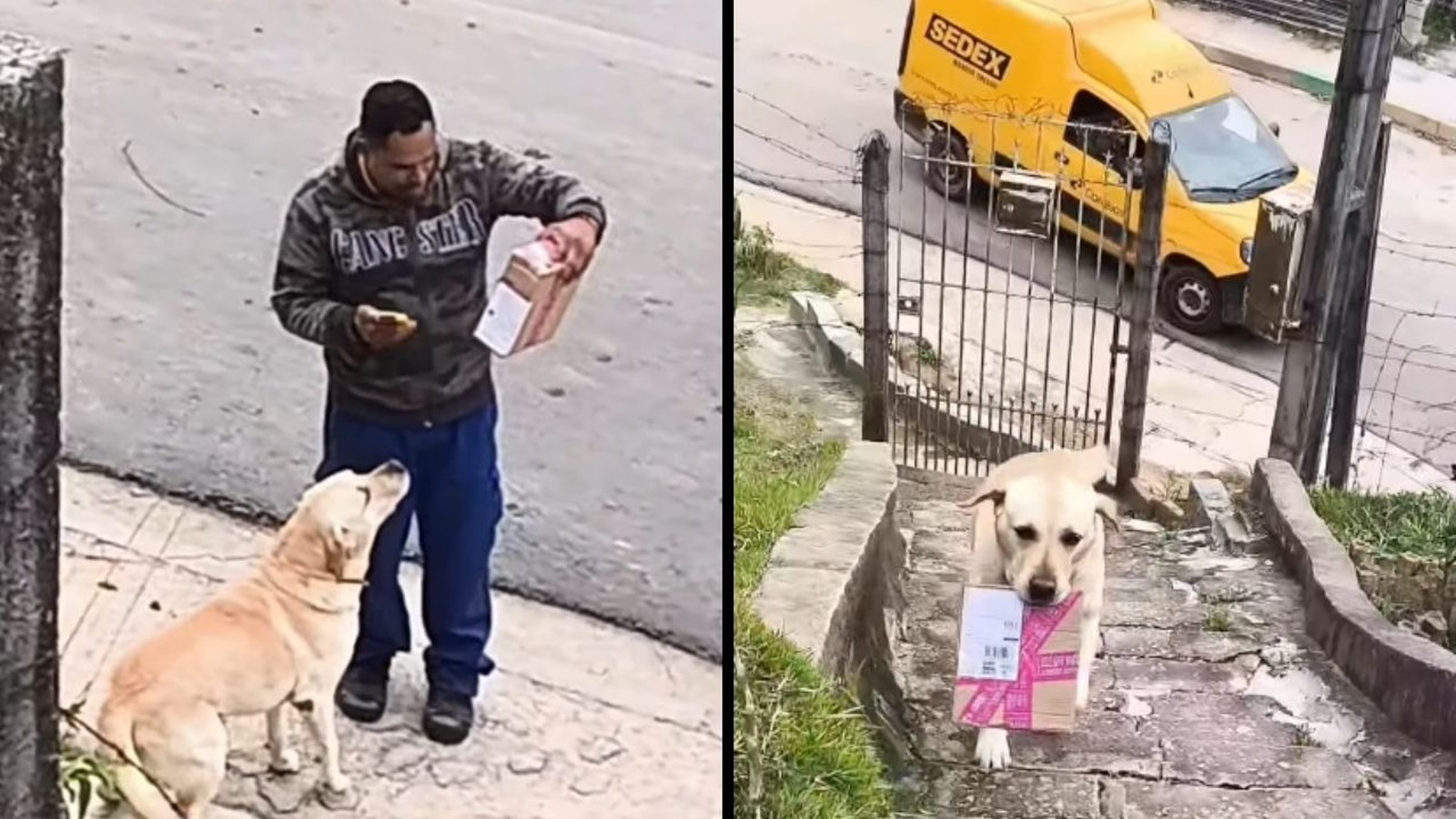 Entregador entrega pacote rosa a cão labrador que o carrega em rua com van SEDEX