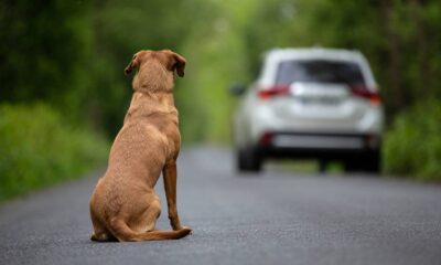 Cão marrom sentado em estrada asfaltada, olhando para carro branco se afastando ao longe
