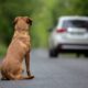 Cão marrom sentado em estrada asfaltada, olhando para carro branco se afastando ao longe