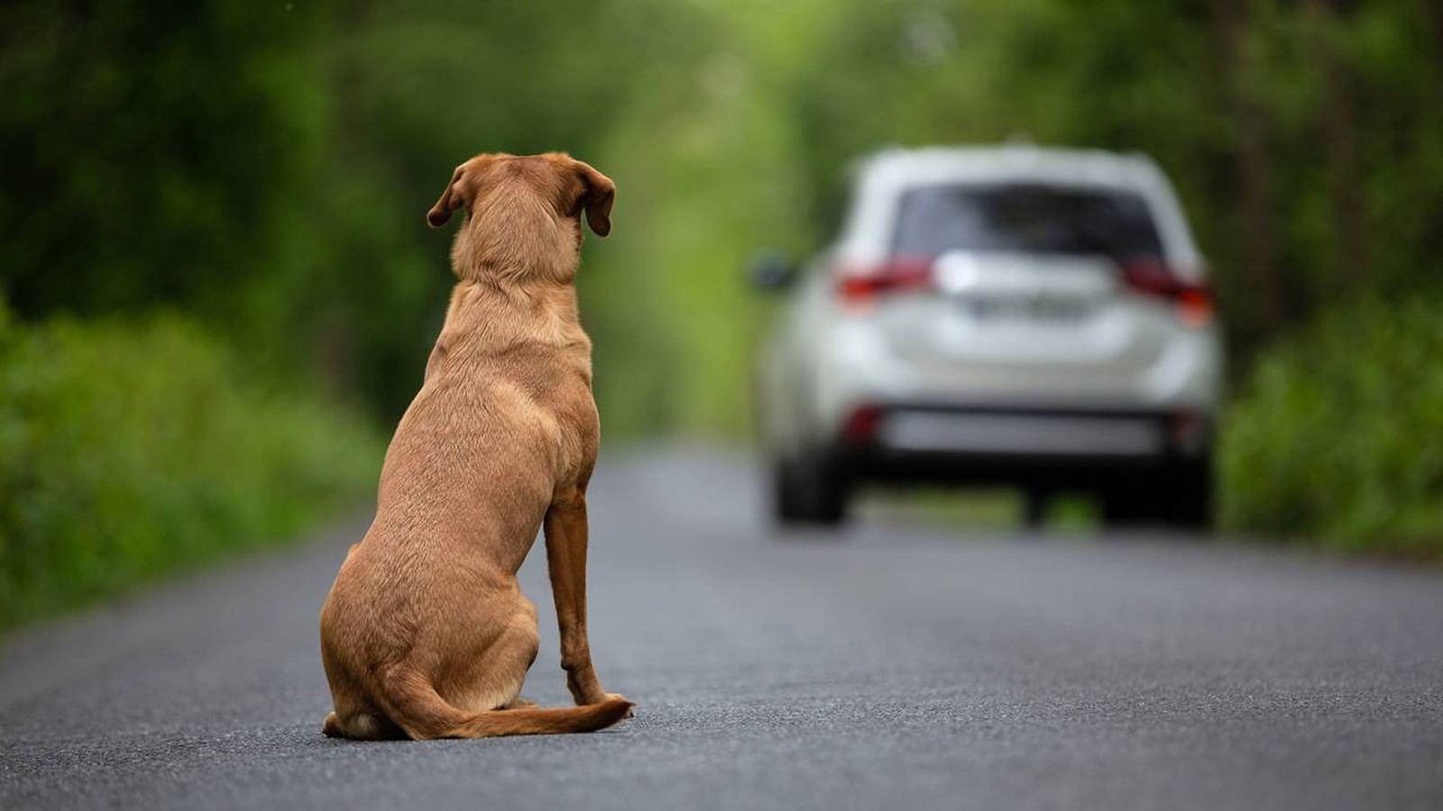 Cão marrom sentado em estrada asfaltada, olhando para carro branco se afastando ao longe