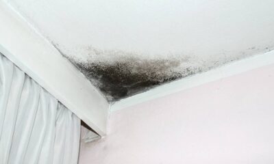 Mofo preto intenso em canto de teto branco e parede rosa claro, próximo a cortina
