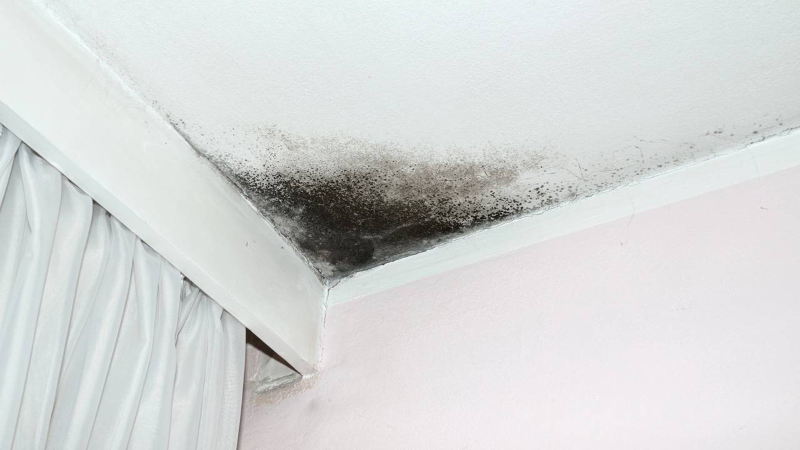 Mofo preto intenso em canto de teto branco e parede rosa claro, próximo a cortina