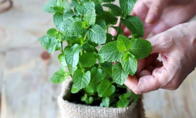 Mãos tocam folhas verdes vibrantes de uma planta de hortelã em vaso com textura rústica