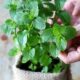 Mãos tocam folhas verdes vibrantes de uma planta de hortelã em vaso com textura rústica