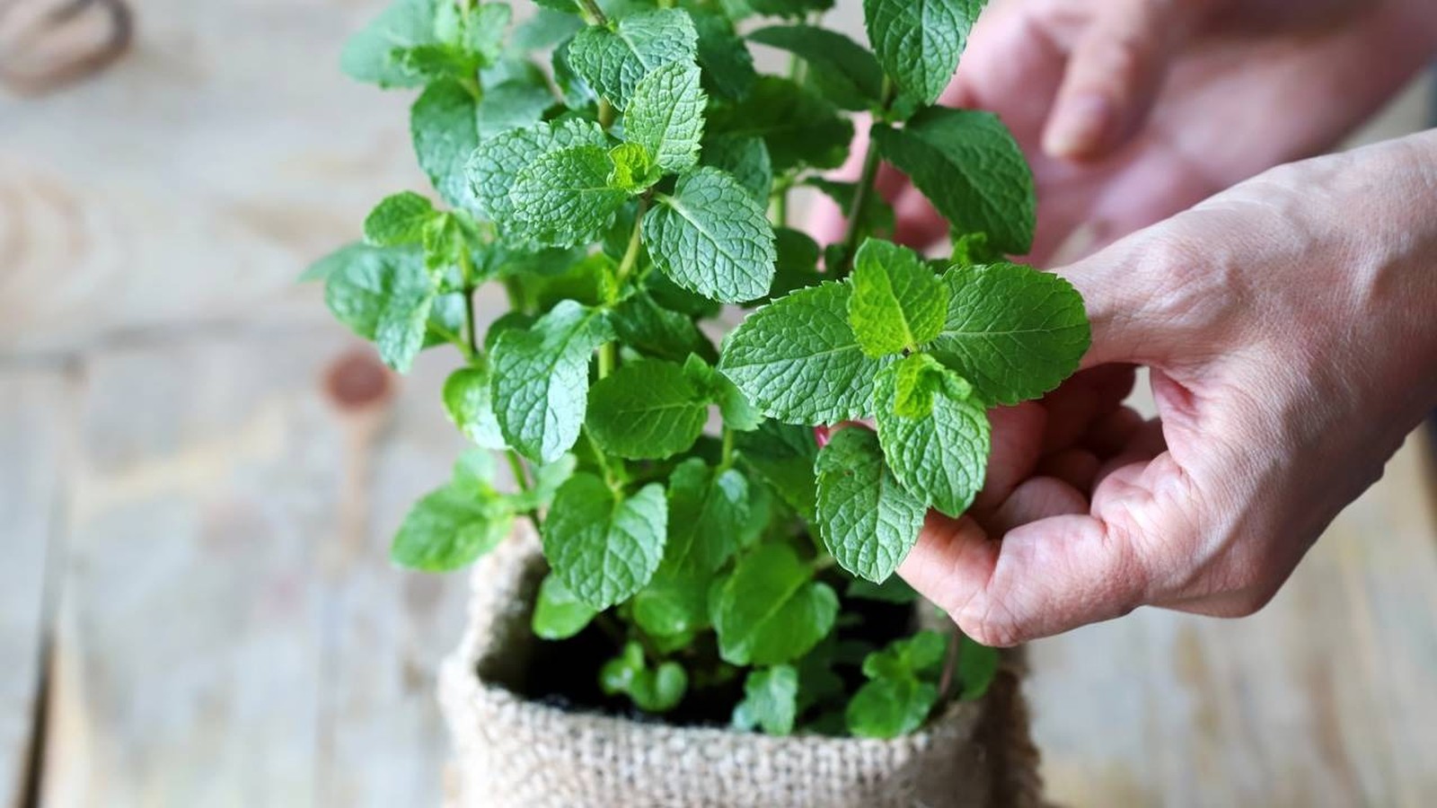 Mãos tocam folhas verdes vibrantes de uma planta de hortelã em vaso com textura rústica
