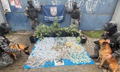 Quatro policiais exibem drogas, plantas, arma, munições e dois cães farejadores sobre lona azul