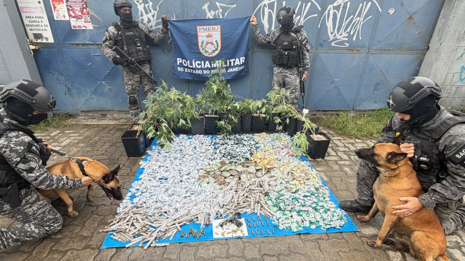 Quatro policiais exibem drogas, plantas, arma, munições e dois cães farejadores sobre lona azul