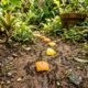 Nem veneno nem produto químico: 3 ingredientes naturais podem ajudar a afastar formigas do jardim, vasos e áreas externas