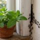 Especialistas em pragas afirmam: “Para afastar formigas da cozinha, não adianta apenas matar as que aparecem; estas 3 plantas aromáticas podem ajudar a reduzir a passagem perto de janelas e bancadas”