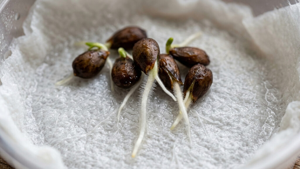 Como germinar sementes de maçã do supermercado em casa: o método simples com papel-toalha úmido e o frio da geladeira para gerar novas mudas