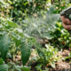 Borrifar a água fria do cozimento da mandioca nas plantas: o inseticida natural potente que aniquila infestações de pulgão preto em minutos