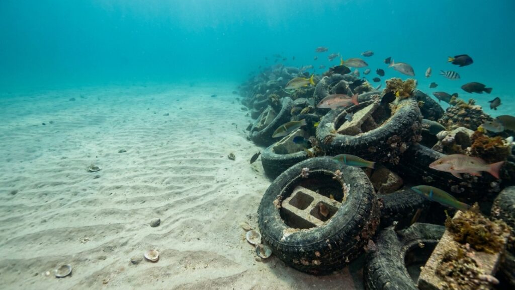 Em 1978, pneus preenchidos com concreto foram lançados no oceano e, 40 anos depois, as estruturas viraram habitat para peixes, lagostas e outras espécies marinhas