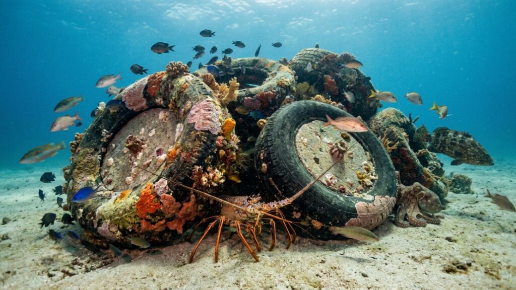 Em 1978, pneus preenchidos com concreto foram lançados no oceano e, 40 anos depois, as estruturas viraram habitat para peixes, lagostas e outras espécies marinhas