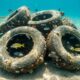 Em 1978, pneus preenchidos com concreto foram lançados no oceano e, 40 anos depois, as estruturas viraram habitat para peixes, lagostas e outras espécies marinhas
