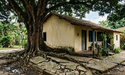 Casal planta árvores no quintal para deixar a casa mais fresca e só depois descobre quais raízes podem trazer problemas perto de muros e calçadas