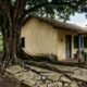 Casal planta árvores no quintal para deixar a casa mais fresca e só depois descobre quais raízes podem trazer problemas perto de muros e calçadas