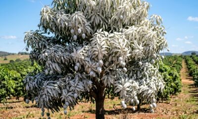 Pulverizar caulim nas plantas: para que serve esse mineral branco e por que ele pode virar aliado contra pragas e queimaduras de sol