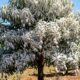 Pulverizar caulim nas plantas: para que serve esse mineral branco e por que ele pode virar aliado contra pragas e queimaduras de sol