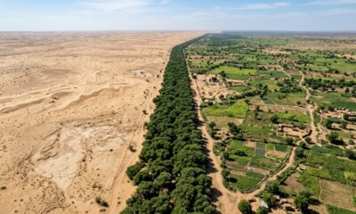 Está sendo construída uma “muralha de árvores” de 8 mil quilômetros que vai atravessar a África, conter o avanço do deserto e ainda ajudar milhões de pessoas com alimento e renda