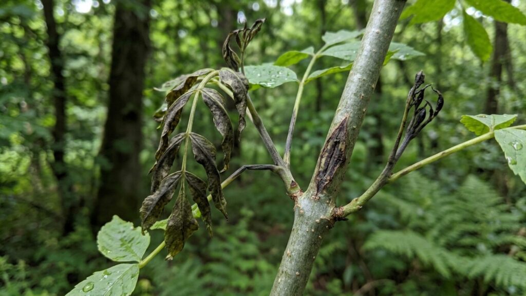Cerca de 80 milhões de árvores estão sob risco por causa de um fungo mortal, e cientistas agora querem desenvolver uma espécie de “vacina” para tentar salvá-las