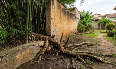 Vizinho planta bambu de 5 metros na divisa para tapar a vista da varanda e descobre que a raiz invasora tem regra própria no Código Civil