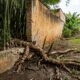 Vizinho planta bambu de 5 metros na divisa para tapar a vista da varanda e descobre que a raiz invasora tem regra própria no Código Civil