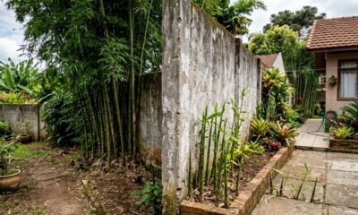 Vizinha planta bambu junto ao muro, raízes invadem o quintal ao lado e, depois de 8 anos, proprietários entram em disputa por causa dos danos no jardim