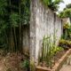 Vizinha planta bambu junto ao muro, raízes invadem o quintal ao lado e, depois de 8 anos, proprietários entram em disputa por causa dos danos no jardim