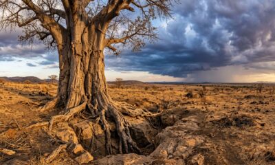Provérbio africano do dia: "A árvore mais alta da floresta não é a mais forte, mas aquela cujas raízes aprenderam a beber onde ninguém mais cava." Lições sobre profundidade, paciência e por que o que sustenta não aparece