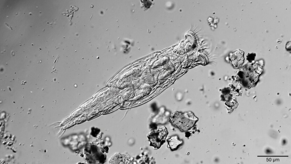 Animal microscópico congelado há cerca de 24 mil anos na Sibéria é reanimado em laboratório e ainda consegue se reproduzir