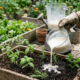 Bater feijão cru com água no liquidificador: o enraizador natural potente que estimula a brotação rápida de mudas e estacas na horta