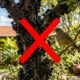Adeus jabuticaba: essa fruta nativa nasce direto no tronco, frutifica duas vezes por ano e enche o quintal de sabiás