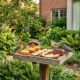 Pássaros vão encher o seu jardim em setembro: a fruta simples que atrai espécies raras ao quintal
