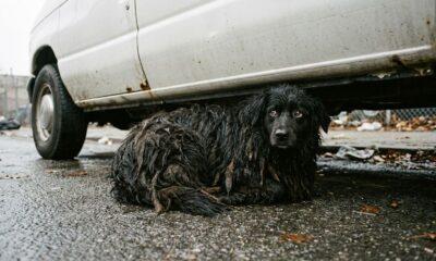 Cão encontrado com pelos completamente emaranhados mal conseguia se mover e fica irreconhecível após perder quase 3 kg de pelo