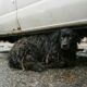 Cão encontrado com pelos completamente emaranhados mal conseguia se mover e fica irreconhecível após perder quase 3 kg de pelo