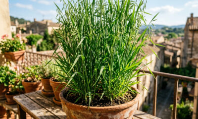 Plantar aveia-preta como adubação verde em vasos: o método temporário que descompacta a terra dura e morre naturalmente para virar adubo orgânico