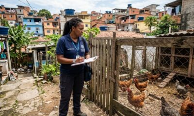 Vizinho cria 14 galinhas em quintal de 200 m² na área urbana e o caso é decidido pelo Código de Posturas do município, não pelo Código Civil