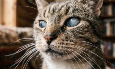 Gata cega é adotada por engano e o novo dono passa meses sem entender por que ela nunca esbarra na mobília