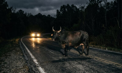 Boi foge de fazenda, provoca acidente com morte em rodovia escura e dono do gado é condenado a pagar indenização de R$ 800 mil à família