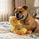 Vidente recomenda pato amarelo para cão adotado que não gostava de brinquedos, e reação do animal surpreende a tutora